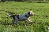 PTIT BASSET GRIFFON V.  024